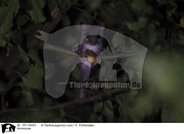 Siebenschlfer / dormouse / FF-15451