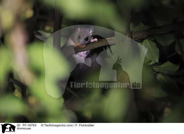 Siebenschl�fer / dormouse / FF-16763