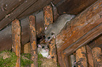 dormice