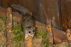 dormouse