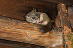 dormouse