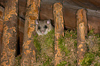 dormouse