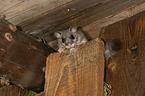 dormouse