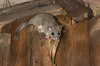 dormouse