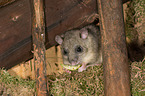 dormouse