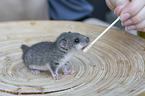 Dormouse feeding