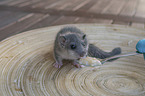 Dormouse feeding