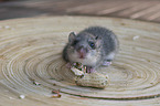 Dormouse feeding