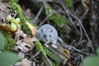 standing Dormouse