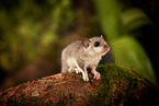 dormouse