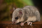 dormouse