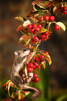 Dormouse on branch