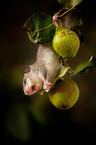 Dormouse on branch
