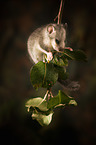 Dormouse on branch