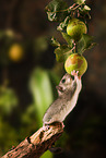 dormouse