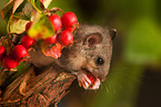 dormouse