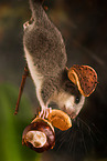 dormouse