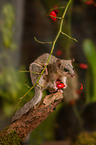 dormouse