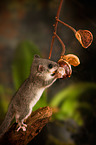 dormouse with chestnut