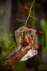 dormouse