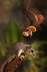 dormouse with chestnut