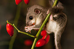 Dormouse on branch