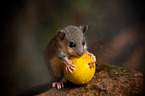 dormouse with apple