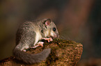 dormouse