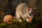 dormouse