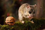 dormouse