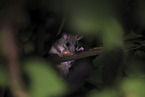 dormouse