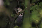 dormouse