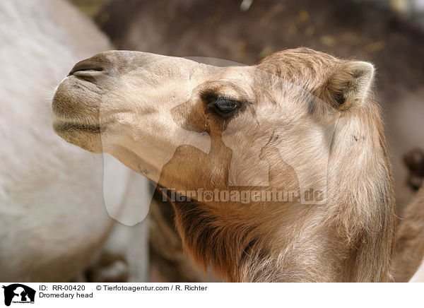 Kopf eines Dromedares / Dromedary head / RR-00420