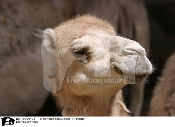 Kopf eines Dromedares / Dromedary head / RR-00421