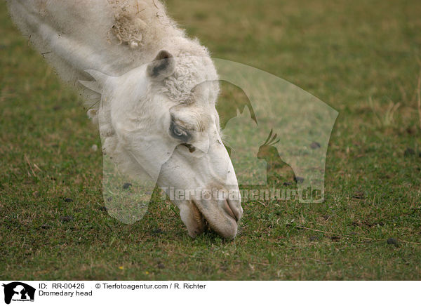 Kopf eines Dromedares / Dromedary head / RR-00426