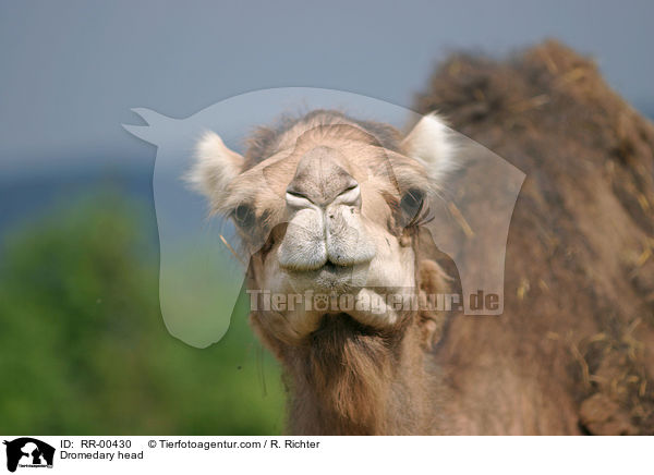 Kopf eines Dromedares / Dromedary head / RR-00430