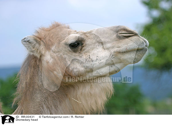 Dromedary head / RR-00431