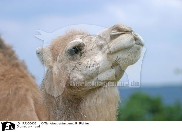 Dromedary head / RR-00432