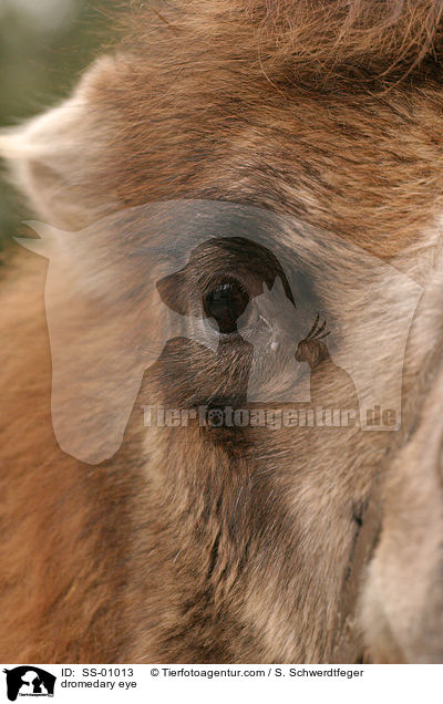Dromedar Auge / dromedary eye / SS-01013