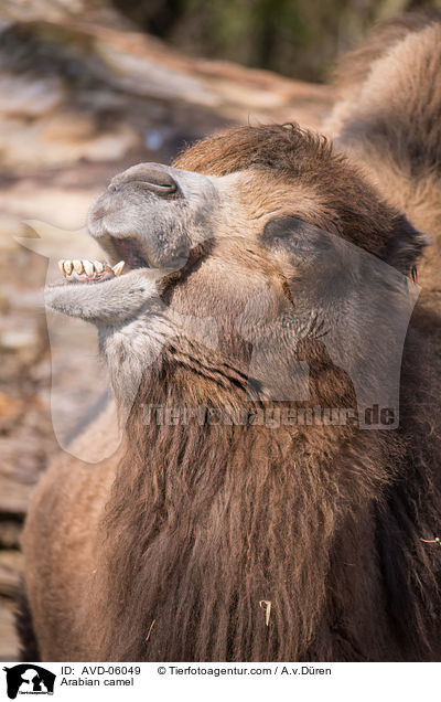 Dromedar / Arabian camel / AVD-06049