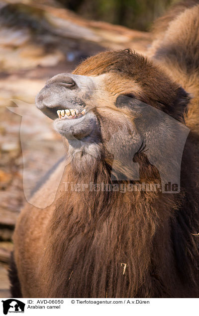 Dromedar / Arabian camel / AVD-06050