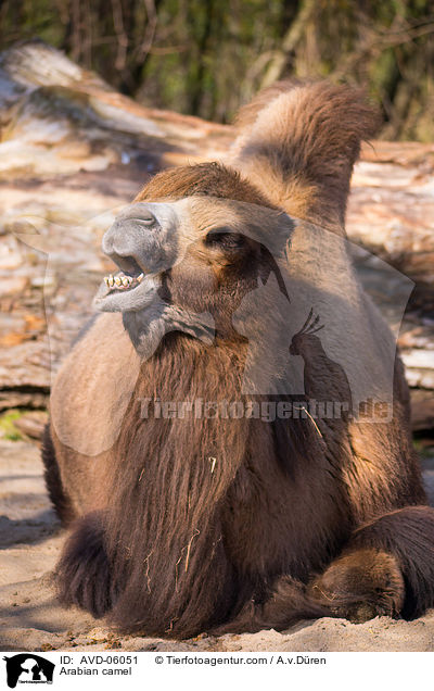 Dromedar / Arabian camel / AVD-06051