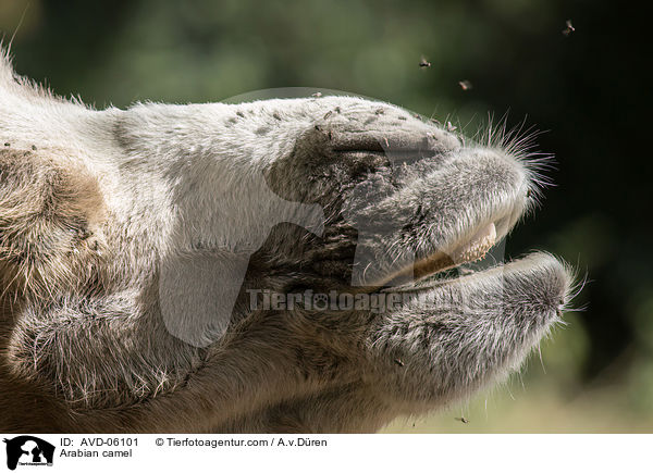 Dromedar / Arabian camel / AVD-06101