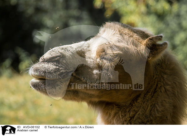 Dromedar / Arabian camel / AVD-06102