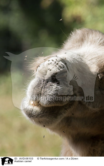 Dromedar / Arabian camel / AVD-06103