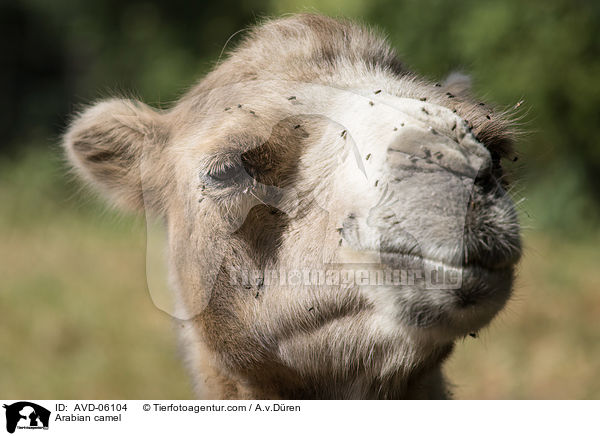 Dromedar / Arabian camel / AVD-06104