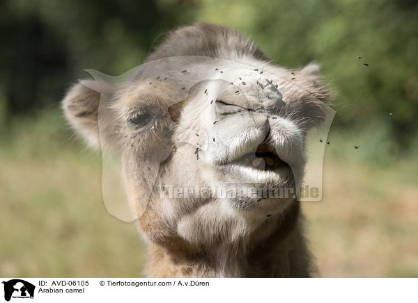 Dromedar / Arabian camel / AVD-06105