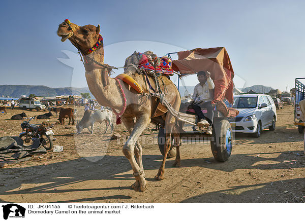Dromedare auf dem Viehmarkt / Dromedary Camel on the animal market / JR-04155