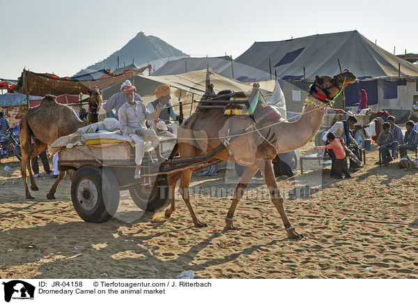 Dromedare auf dem Viehmarkt / Dromedary Camel on the animal market / JR-04158