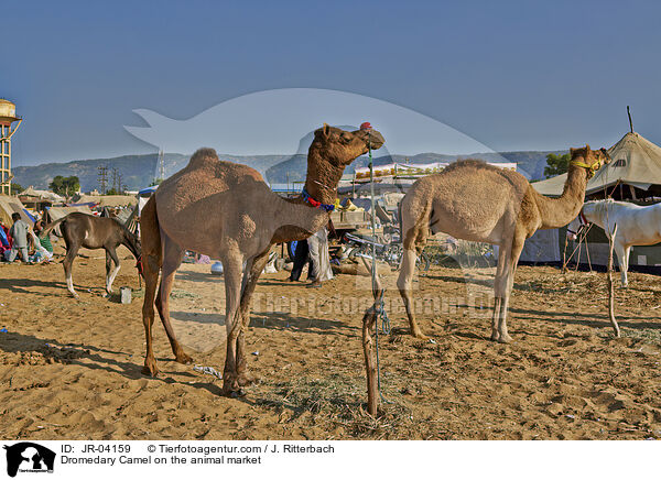 Dromedary Camel on the animal market / JR-04159
